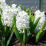  Hyacinthus orientalis 'Carnegie' (6 bulbs per bag)