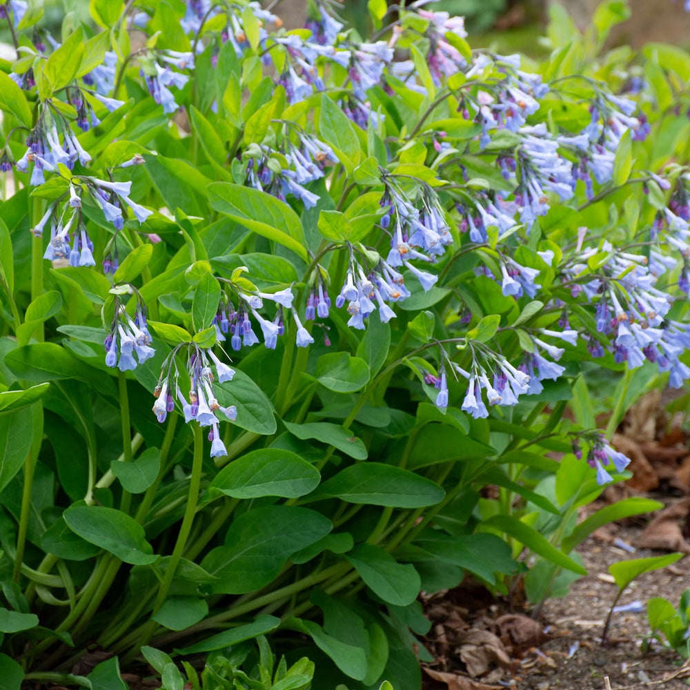 Mertensia virginica