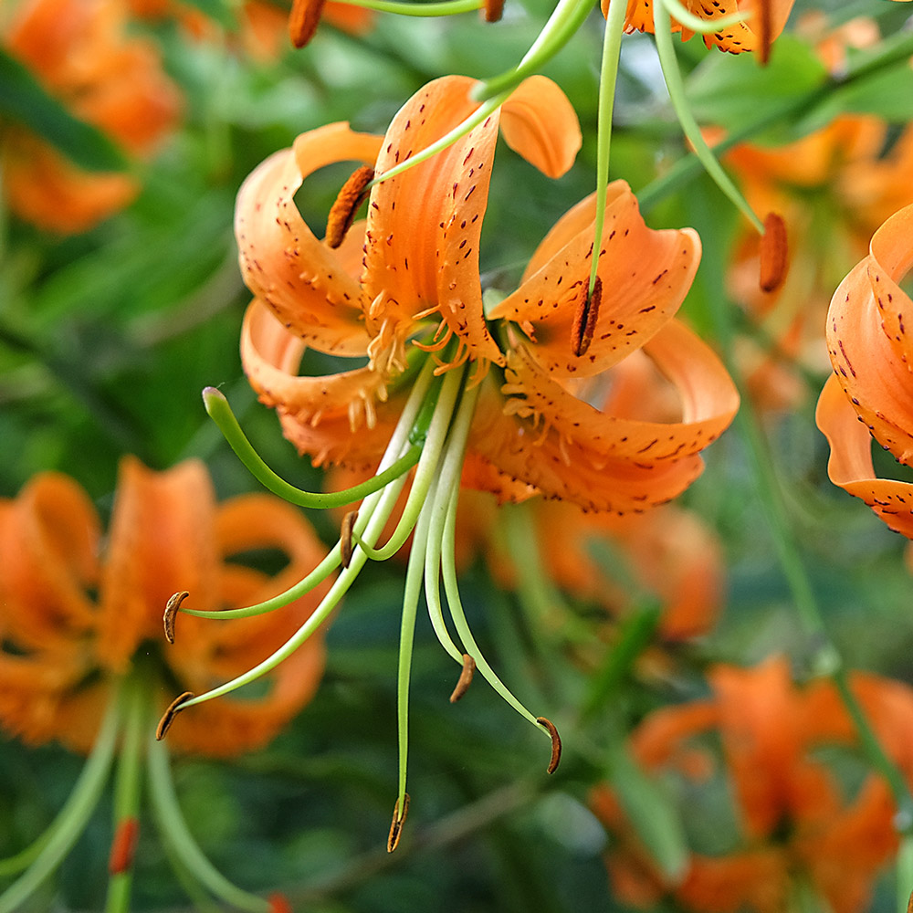 Lilium henryi | White Flower Farm