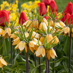 Fritillaria imperialis 'Paradise Beauty' (3 bulbs per bag)