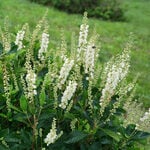  Clethra alnifolia Ripple Effect™ - 1 gallon pot