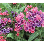 Early Bloomers