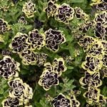  Petunia Midnight Gold