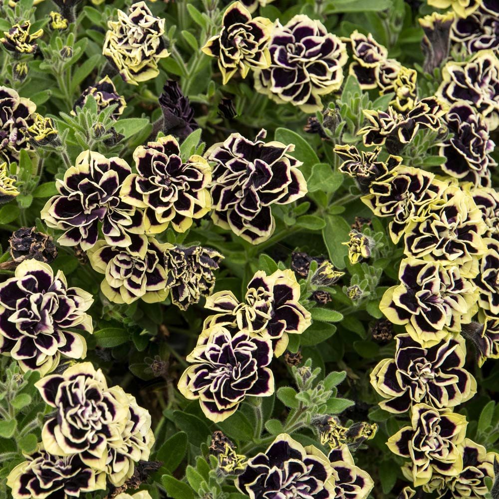 Petunia Midnight Gold
