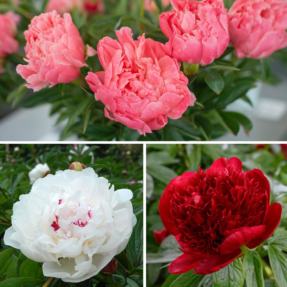 Award-Winning Peony Trio