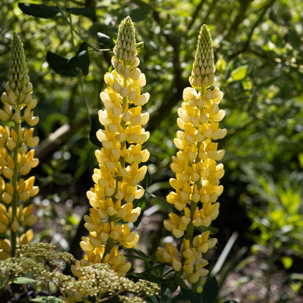 Lupinus 'Chandelier'