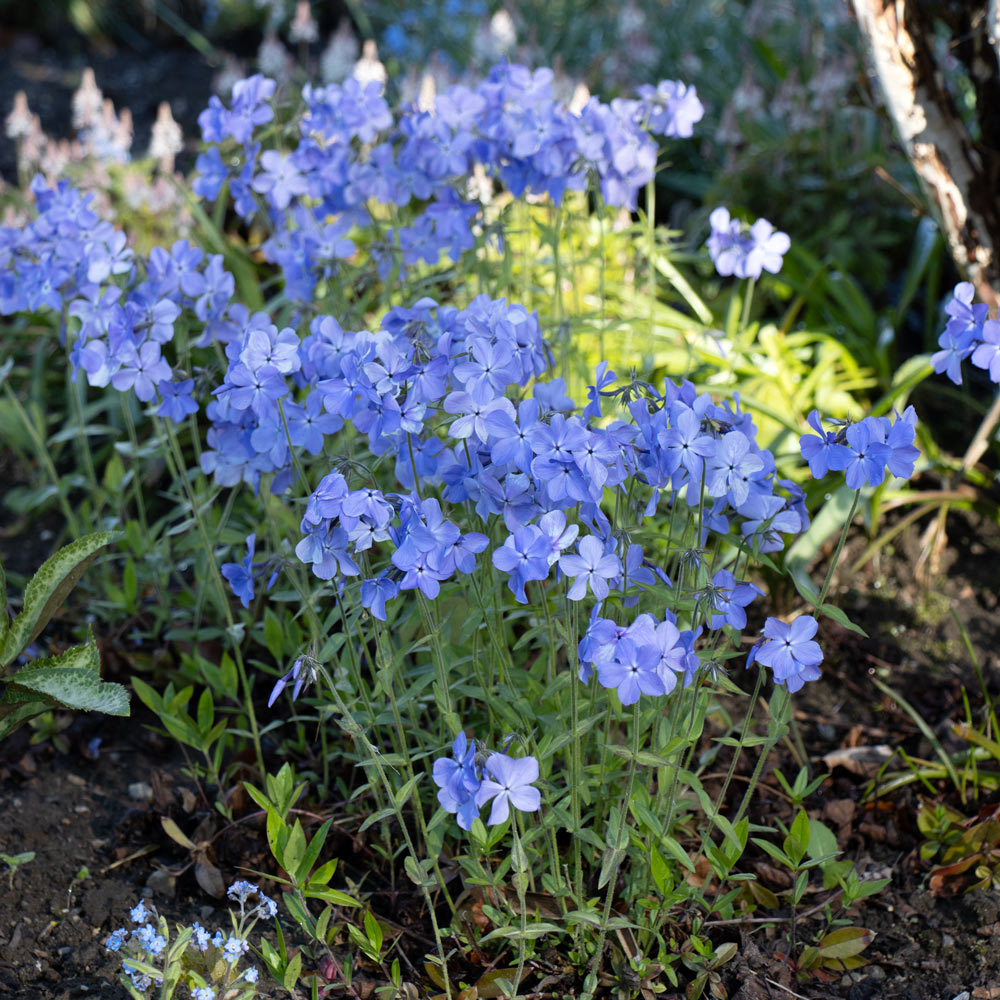 Phlox divaricata 'Blue Moon,' tray of 32 plugs