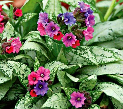 Pulmonaria 'Silver Bouquet'