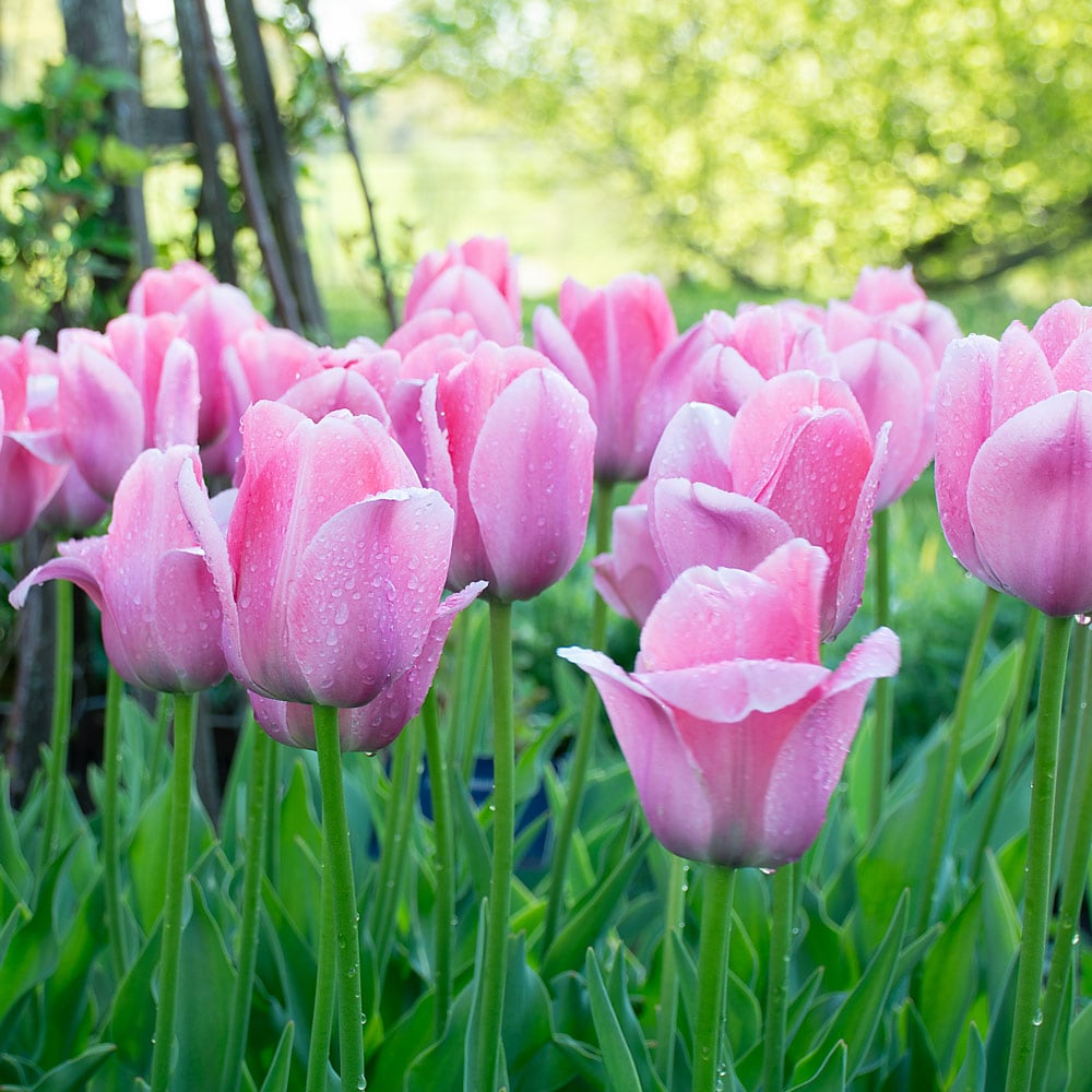 Tulip 'Bella Blush' (12 bulbs per bag)
