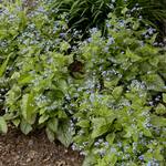  Brunnera macrophylla 'Alexander's Great'