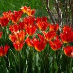  Tulip 'Beauty of Leo' (12 bulbs per bag)