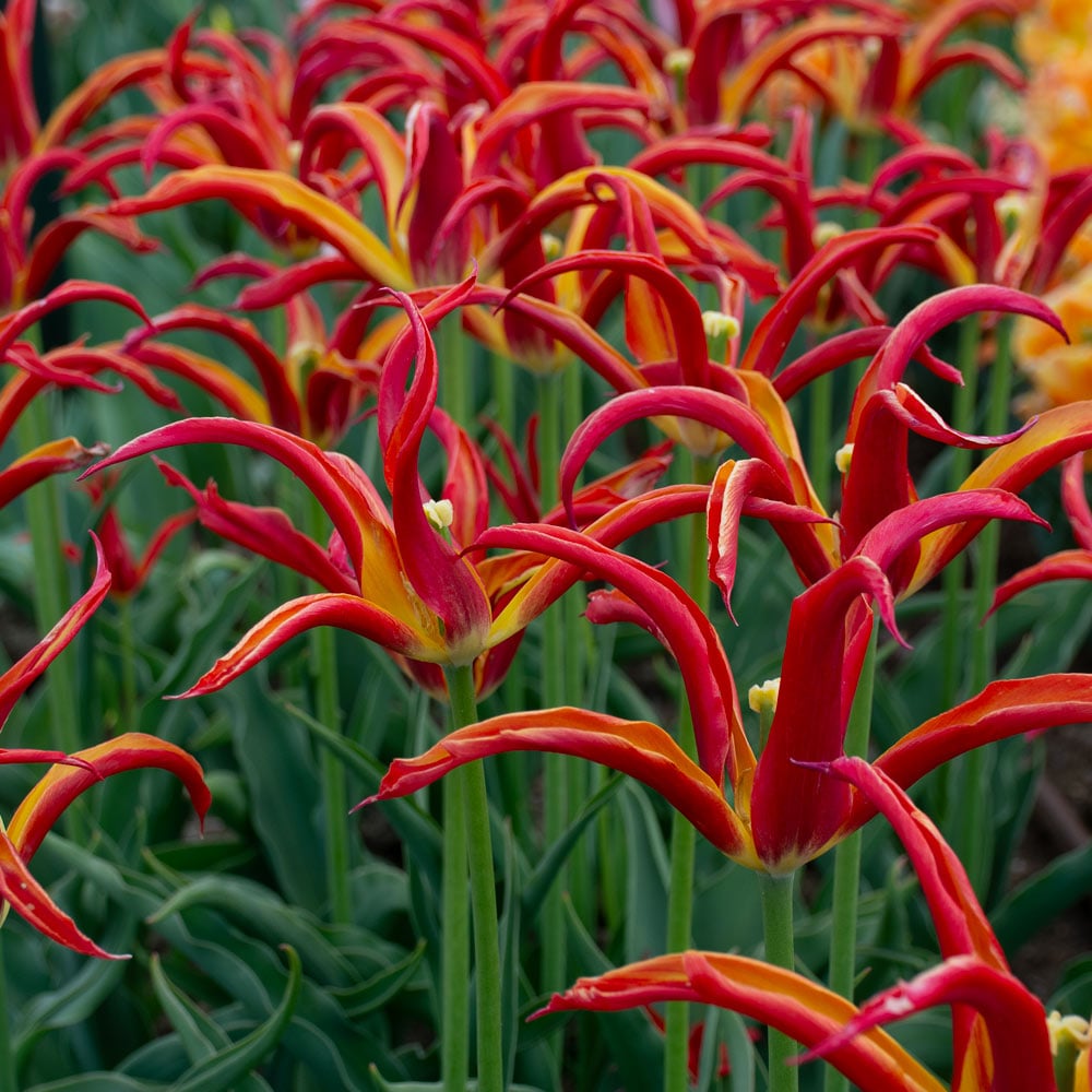 Tulip 'Go Go Red' (6 bulbs per bag)