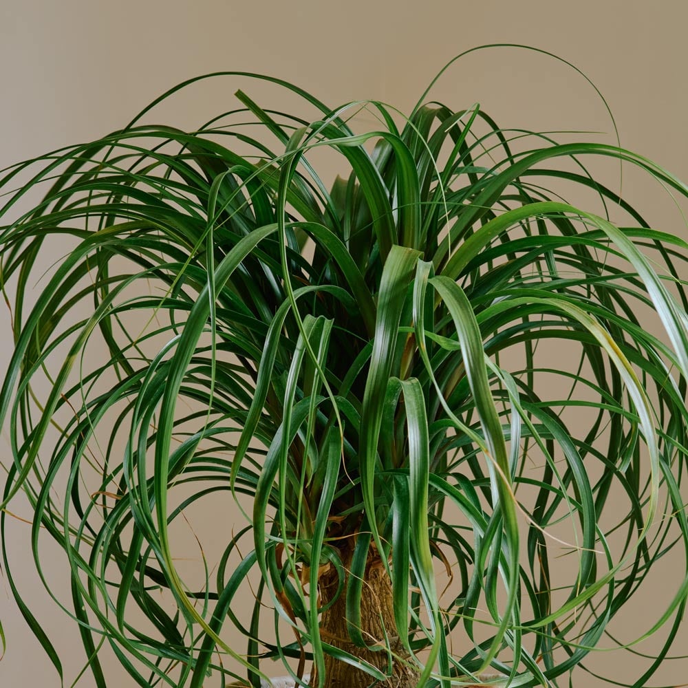 Ponytail Palm