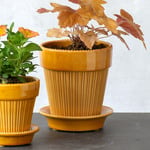  Bergs Simona Pot & Saucer, Glazed Yellow, 6½