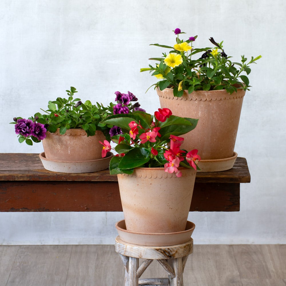 Bergs Helena Pot & Saucer, Rosa | White Flower Farm