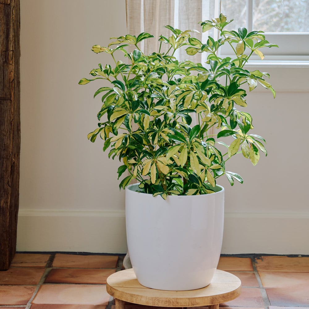 Umbrella Plant 'Trinette' in nursery pot