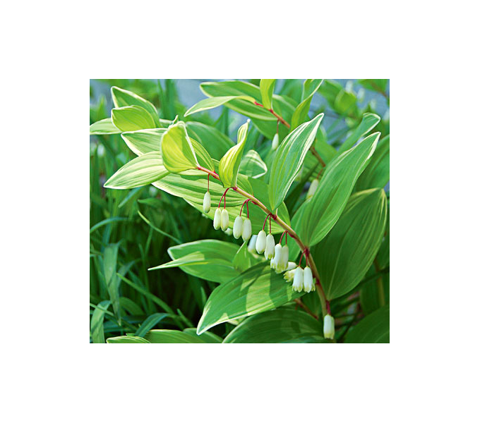 Shady Lane Garden White Flower Farm