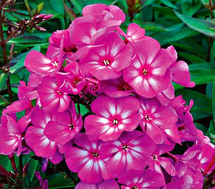 Phlox paniculata Candy Store® Grape Lollipop