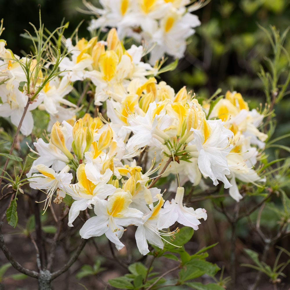 Azalea 'Northern Hi-Lights'
