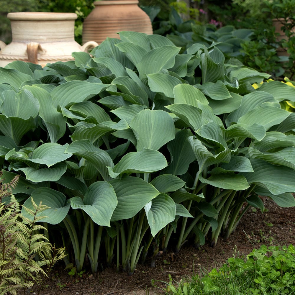Hosta 'Krossa Regal'
