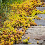  Sedum rupestre 'Angelina'
