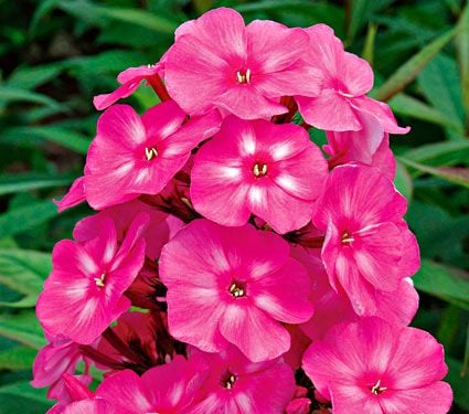 Phlox paniculata Candy Store® Bubblegum Pink