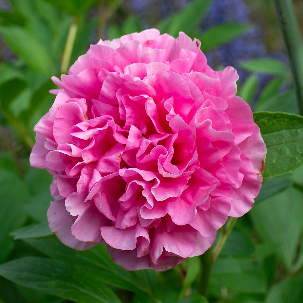 Peony 'Carnation Bouquet'
