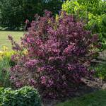  Weigela florida Wine & Roses®