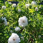  Rose 'Blanc Double de Coubert'