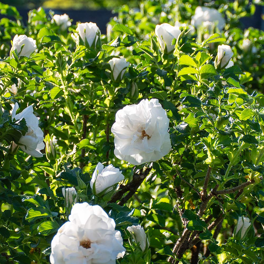 Rose 'Blanc Double de Coubert'