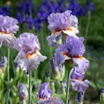  Iris germanica 'Snappy Dresser'