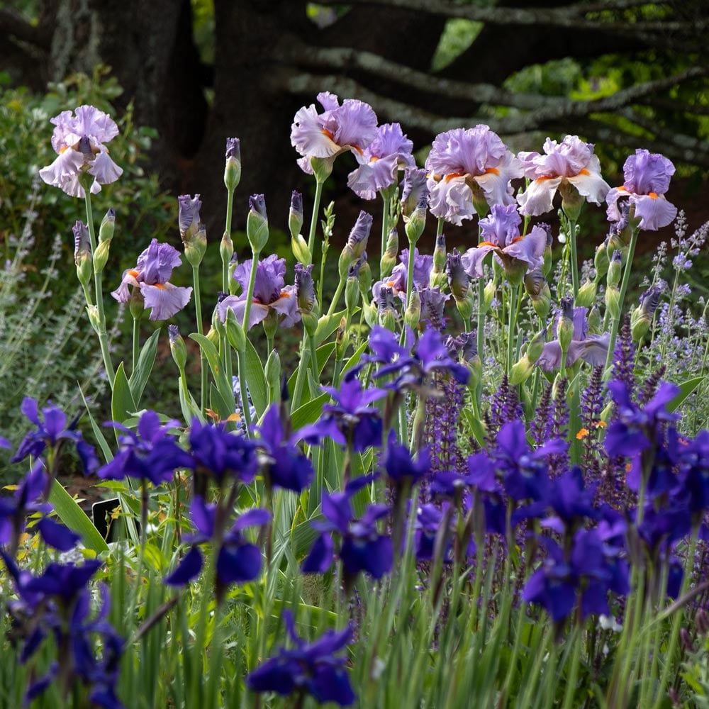 Iris germanica 'Snappy Dresser' | White Flower Farm
