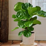  Fiddle-Leaf Fig