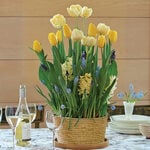  Rotterdam Bulb Garden in large natural jute basket
