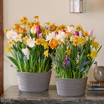 Sweet Jamboree Bulb Garden