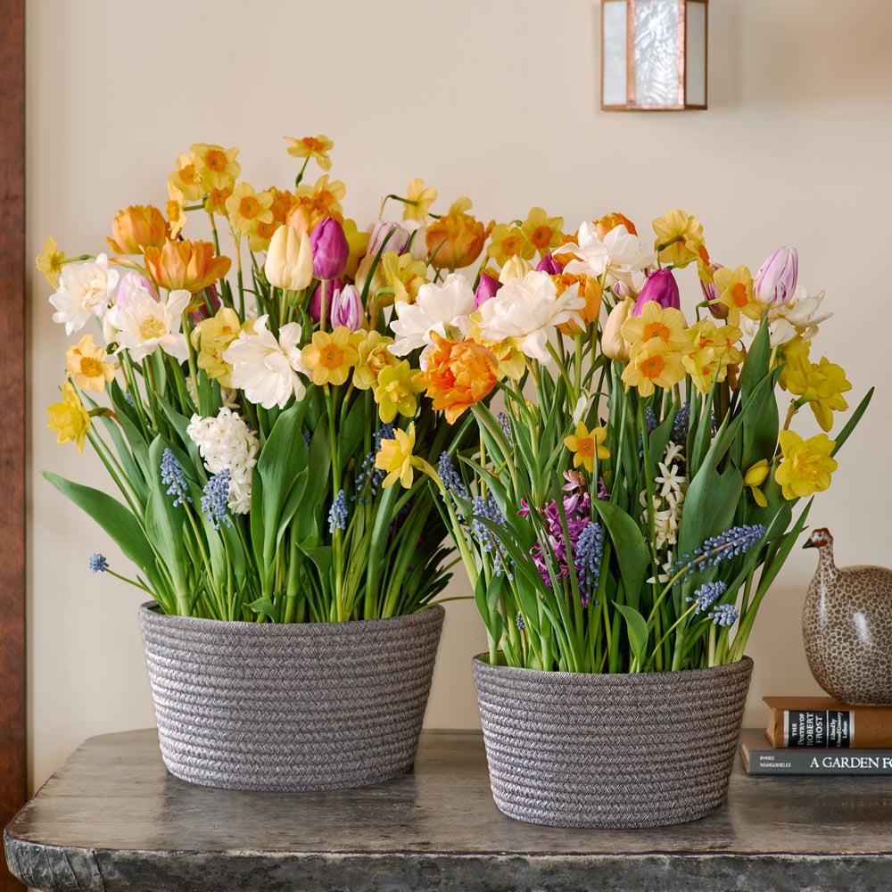 Sweet Jamboree Bulb Garden