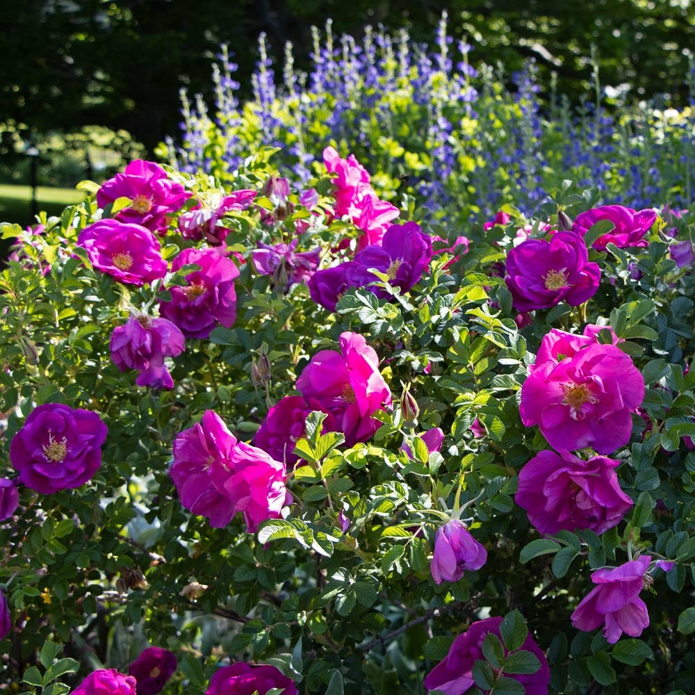 Rose rugosa Lotty's Love® | White Flower Farm