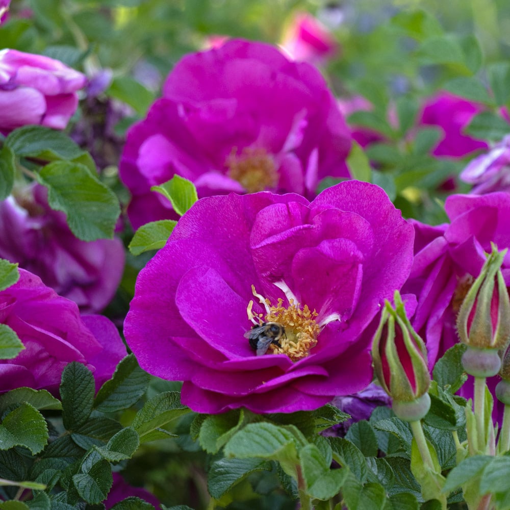 Rose rugosa Lotty’s Love®