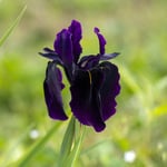  Iris chrysographes 