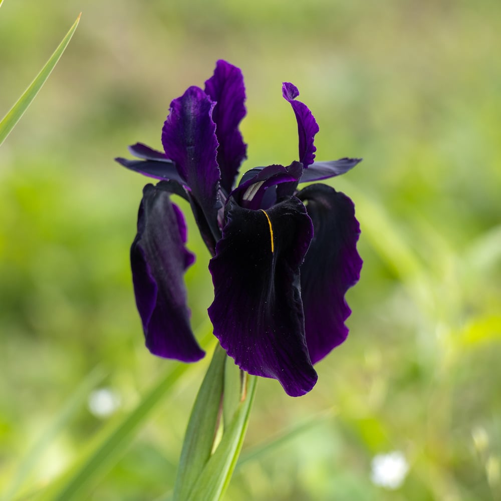 Iris chrysographes 