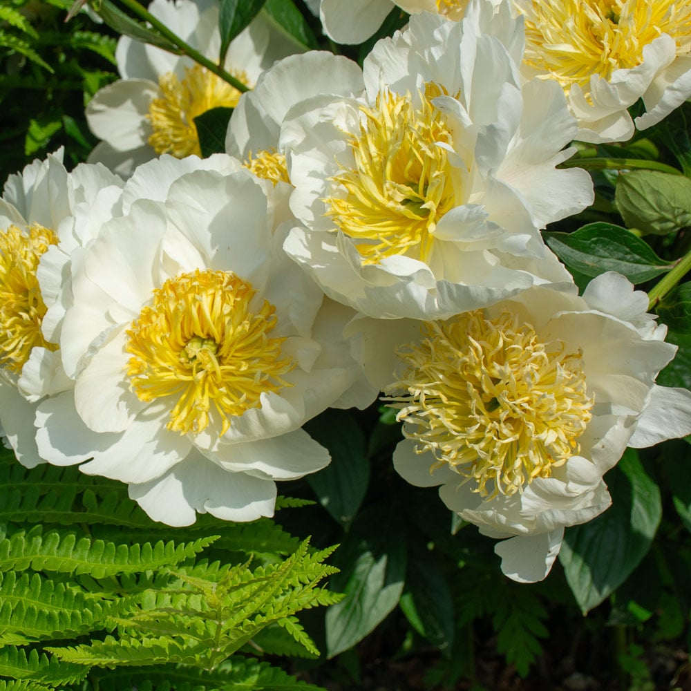 Peony 'Jan van Leeuwen'