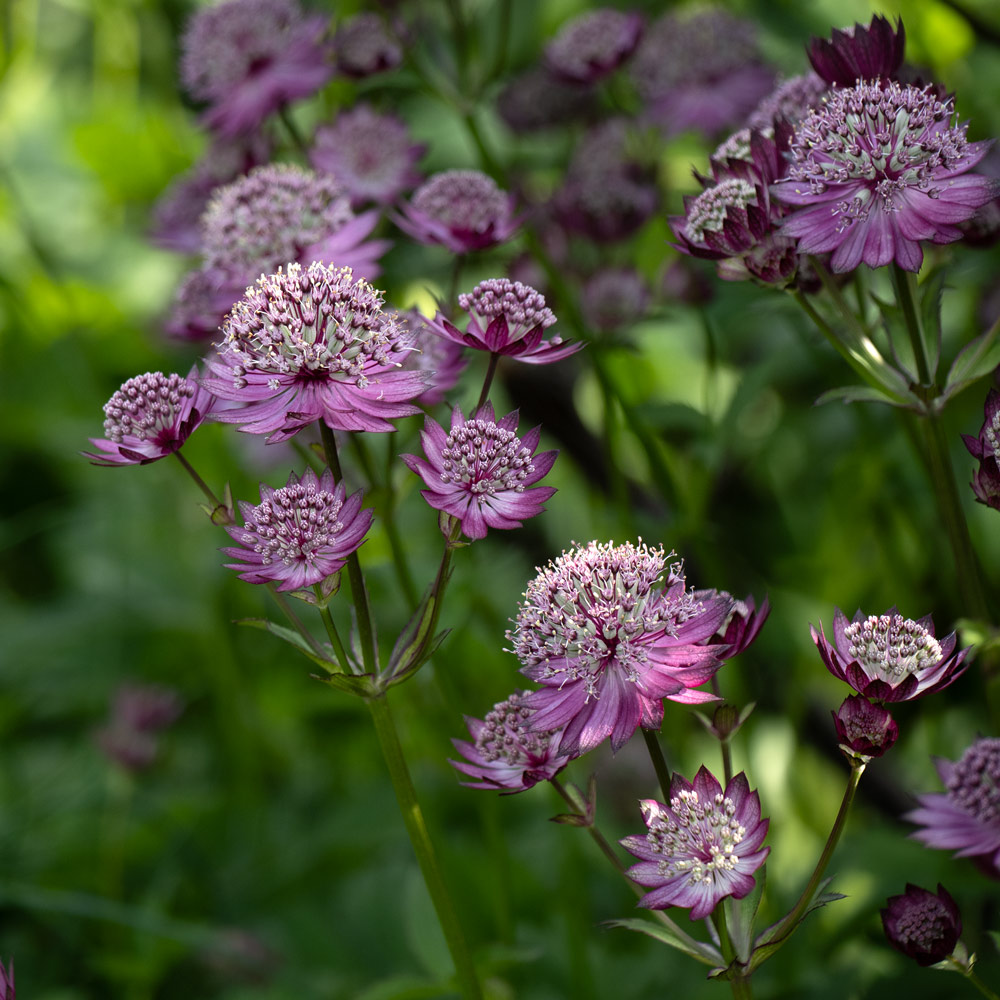 Astrantia major 'Claret'
