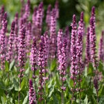  Salvia nemorosa Caradonna Pink Inspiration