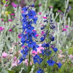  Delphinium x belladonna 'Bellamosum'