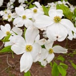  Cornus florida 'Appalachian Spring'