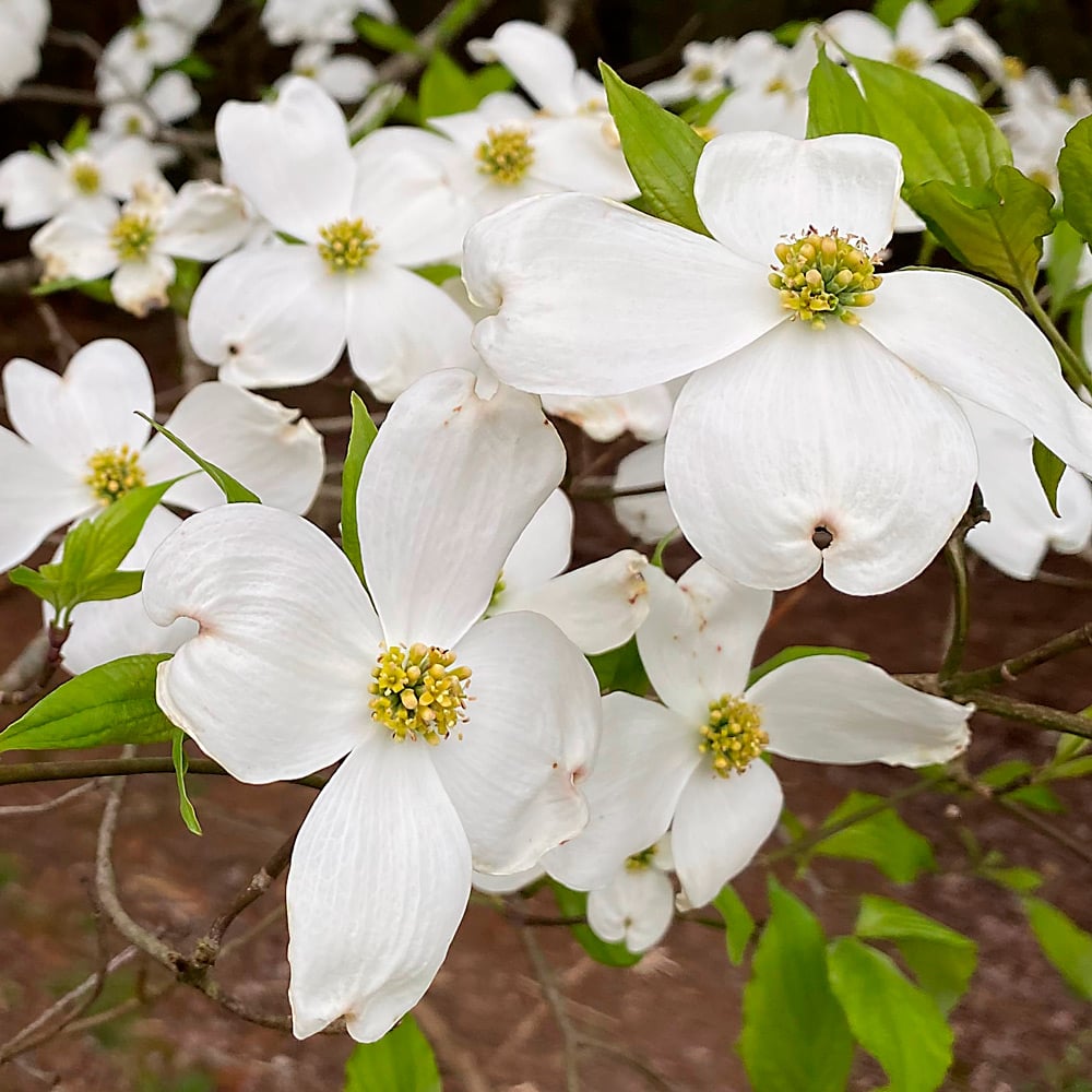 Cornus florida 'Appalachian Spring'