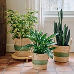 All Foliage Houseplants