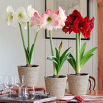  Three Months of Colorful Amaryllis, December - February