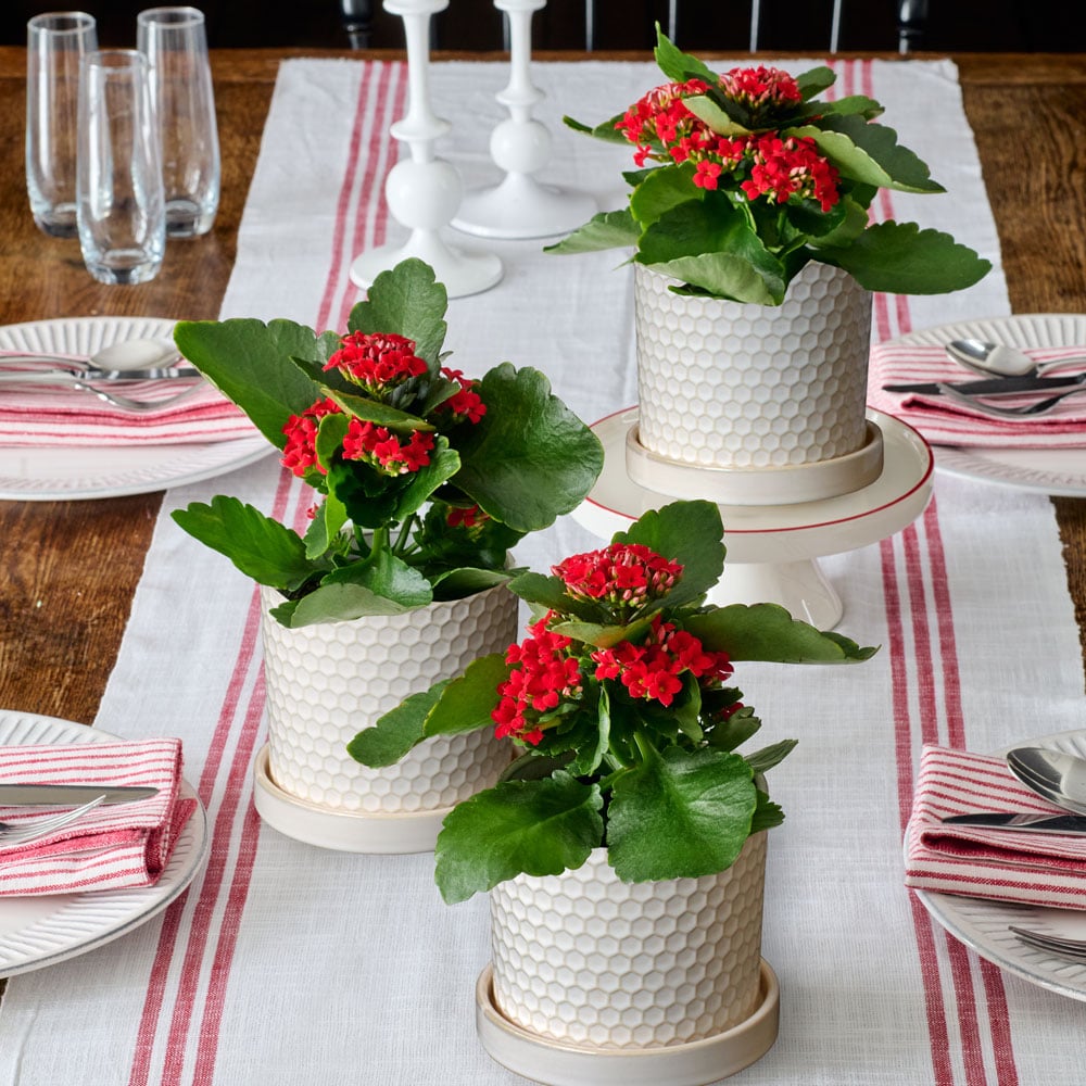 Red Kalanchoe Trio in ceramic pots