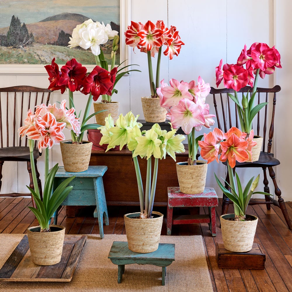 Connoisseur's Amaryllis Collection